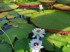 -国家植物园南园