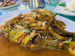 嘎牙鱼-巩本明鱼屋子