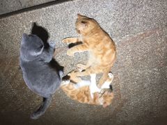 -more than meow吴止猫主题餐厅(承德 中船汇店)