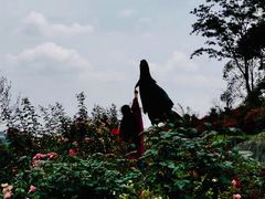 -都江堰玫瑰花溪谷