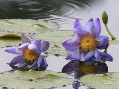 -国家植物园南园