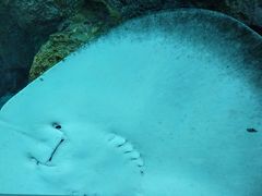 -新加坡海洋生态馆