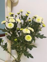 -美肤盾祛痘·问题肌头疗管理中心