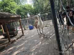 -长白岛森林公园