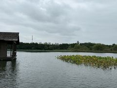 -溱湖国家湿地公园