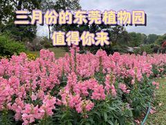 -东莞植物园