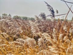 -野鸭湖国家湿地公园