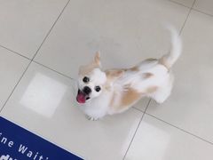 -申普宠物医院·心脏介入·心血管微创(总院)