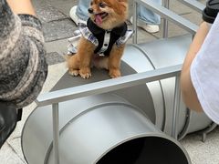 -喜茶(上海兴业太古汇店)