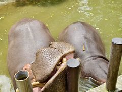 -常州淹城野生动物世界