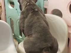 -柯斗斗主题餐厅·狗咖·围炉煮茶·茶饮(国瑞升平里店)