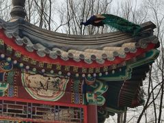 -北京麋鹿生态实验中心