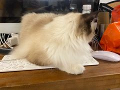 -iF摄影•全家福•证件照•形象照(南山店)