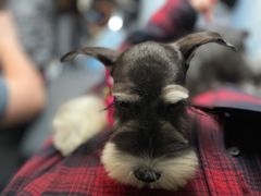 -翊宠yipet猫狗购宠庄园犬舍•猫舍