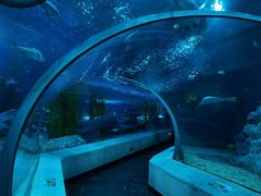 -芜湖新华联大白鲸海洋公园