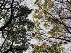 -上海佘山国家森林公园天马山园