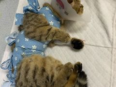 -达爱动物医院·犬猫分区·CT·复杂眼科(远洋山水分院)