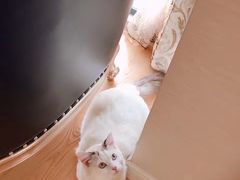 -伟伟宠物医院·瑞派猫友好医院·猫科(光谷店)