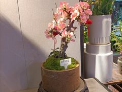 -朝来春花卉市场