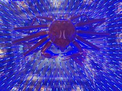 -蟹之国·精品蟹料理(极地店)