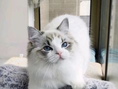 -Bastet sally猫舍购宠(静安店)