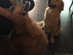 -百好乐宠物友好餐厅(朝外大街店)