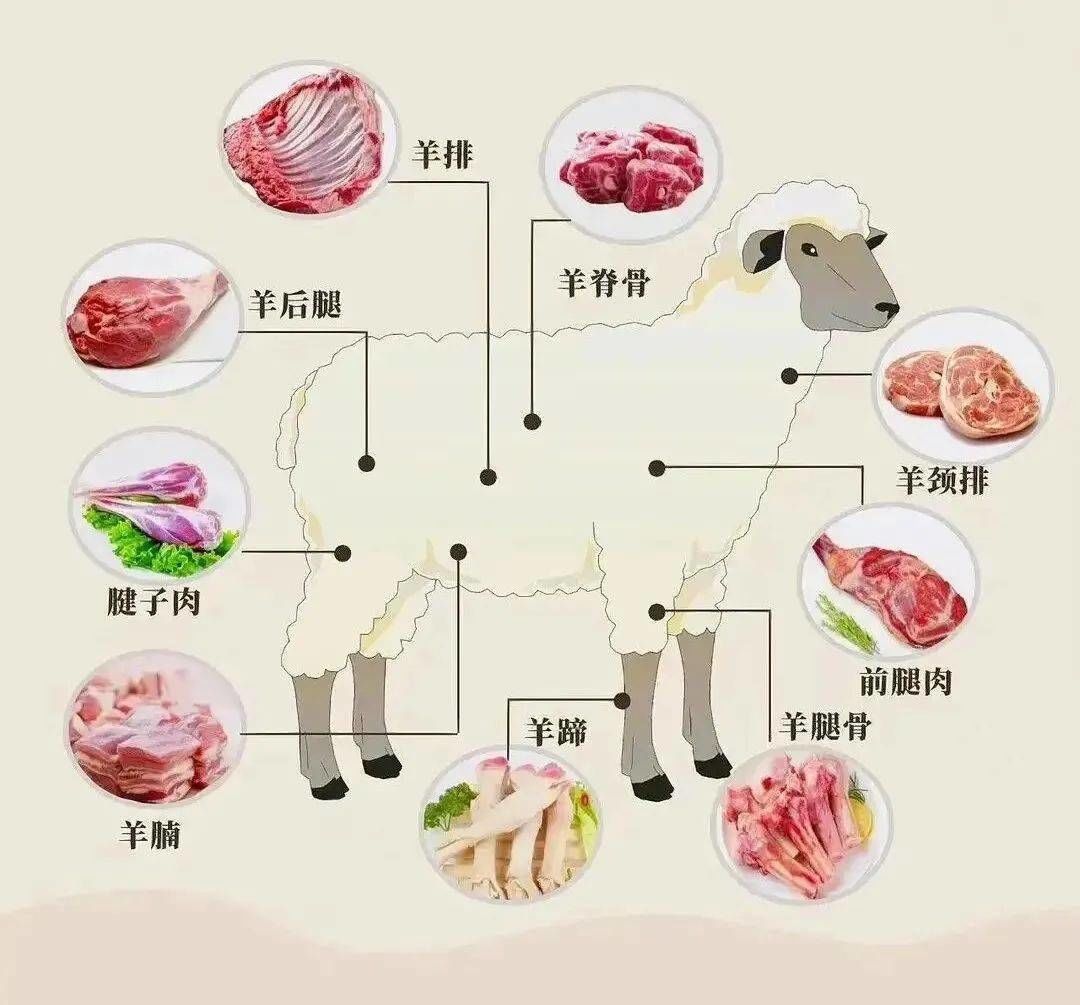 羊肉分解图