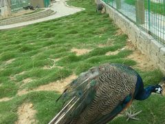 -武汉紫薇都市田园