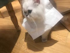 -Pets First伊珊娜洗护·精致美容·家庭式寄养(新会路店)