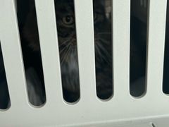 -艾贝尔宠物医院·24H转诊中心·肿瘤猫专科(江宁双龙店)