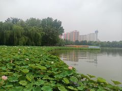 -莲花池公园