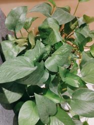 -熙朵美学植发连锁