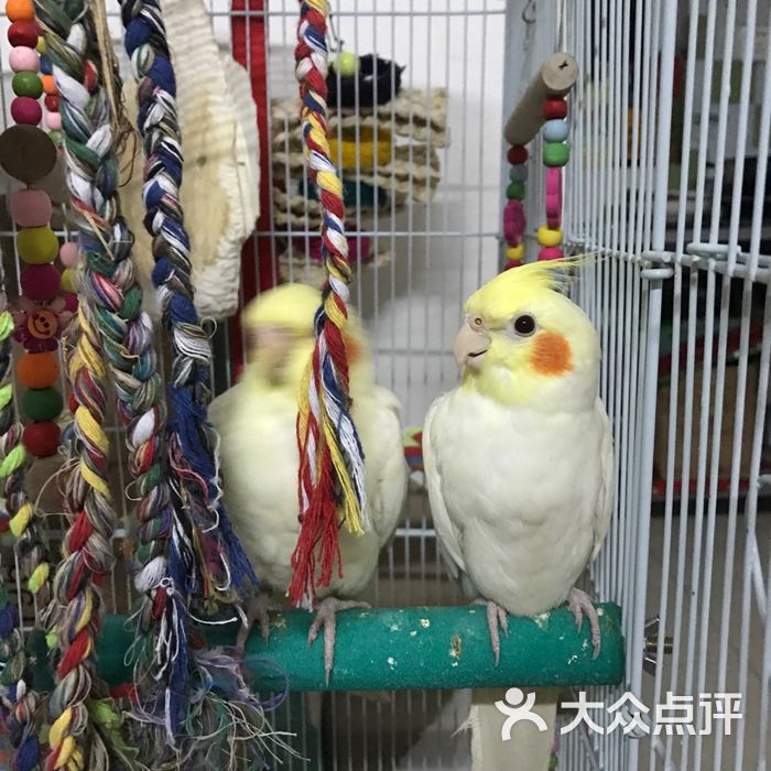 新官园花鸟鱼虫工艺品市场图片-北京花店-大众点评网