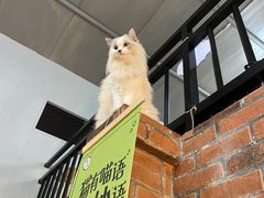 -豆逗聊愈猫阁Easy Life