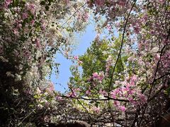 -深圳国际园林花卉博览园