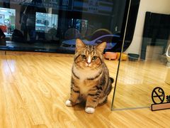 -啵啵喵·猫咖(攀华国际店)