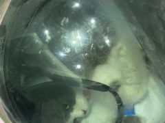 -派特宠物医院(圆融广场店)