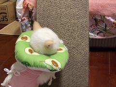 -纳吉亚猫专科动物医院·北北分院