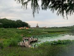 -大塘金香草谷