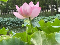 -陈家山荷花公园