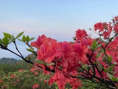 -大围山国家森林公园