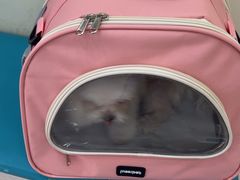 -天宠宠物医院24小时·急重症诊疗中心·全科·腔镜特色(和平分院)