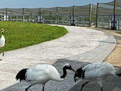 -盐城丹顶鹤湿地生态旅游区