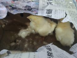 -268童话露营农场·烧烤·团建