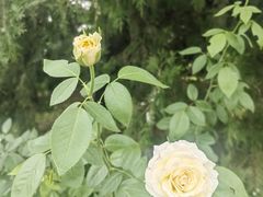 -国家植物园