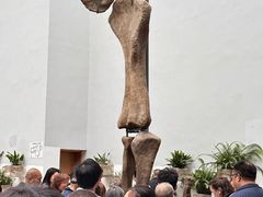 -自贡恐龙博物馆