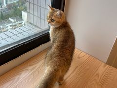 -有喵·猫咖·狗咖·30几只猫10只小狗(岗厦店)
