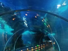 -石家庄海洋公园