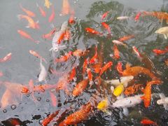 -碧江金楼