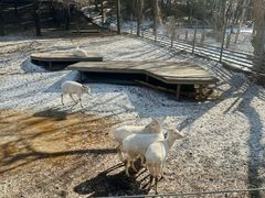 -沈阳森林动物园